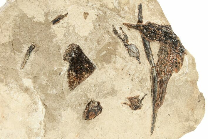 Fossil Fish Bones and Tooth in Rock - Asfla, Morocco #270948